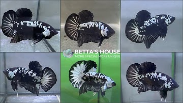Chia sẻ cách nuôi cá betta khoẻ mạnh mình đã áp dụng thành công| Samurai betta fish| Betta’s House