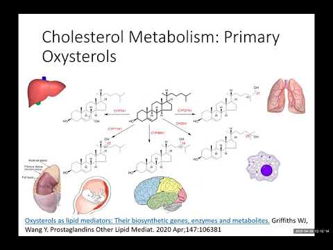 Video: 27-Hydroxycholesterol Meningkatkan Paras Protein α-synuclein Melalui Perencatan Proteasom Dalam Neuron Dopaminergik Manusia