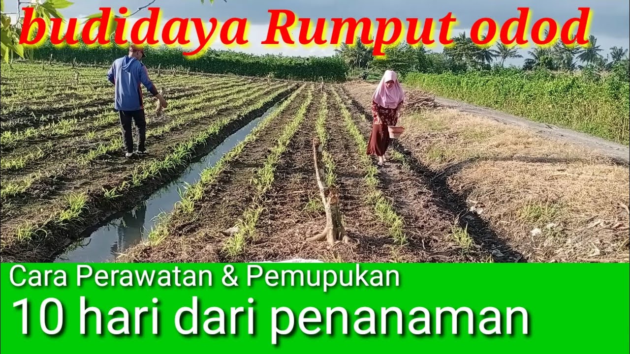 Sewa lahan 45 jt hanya di tanami Rumput odot - Perawatan 10 hari dari