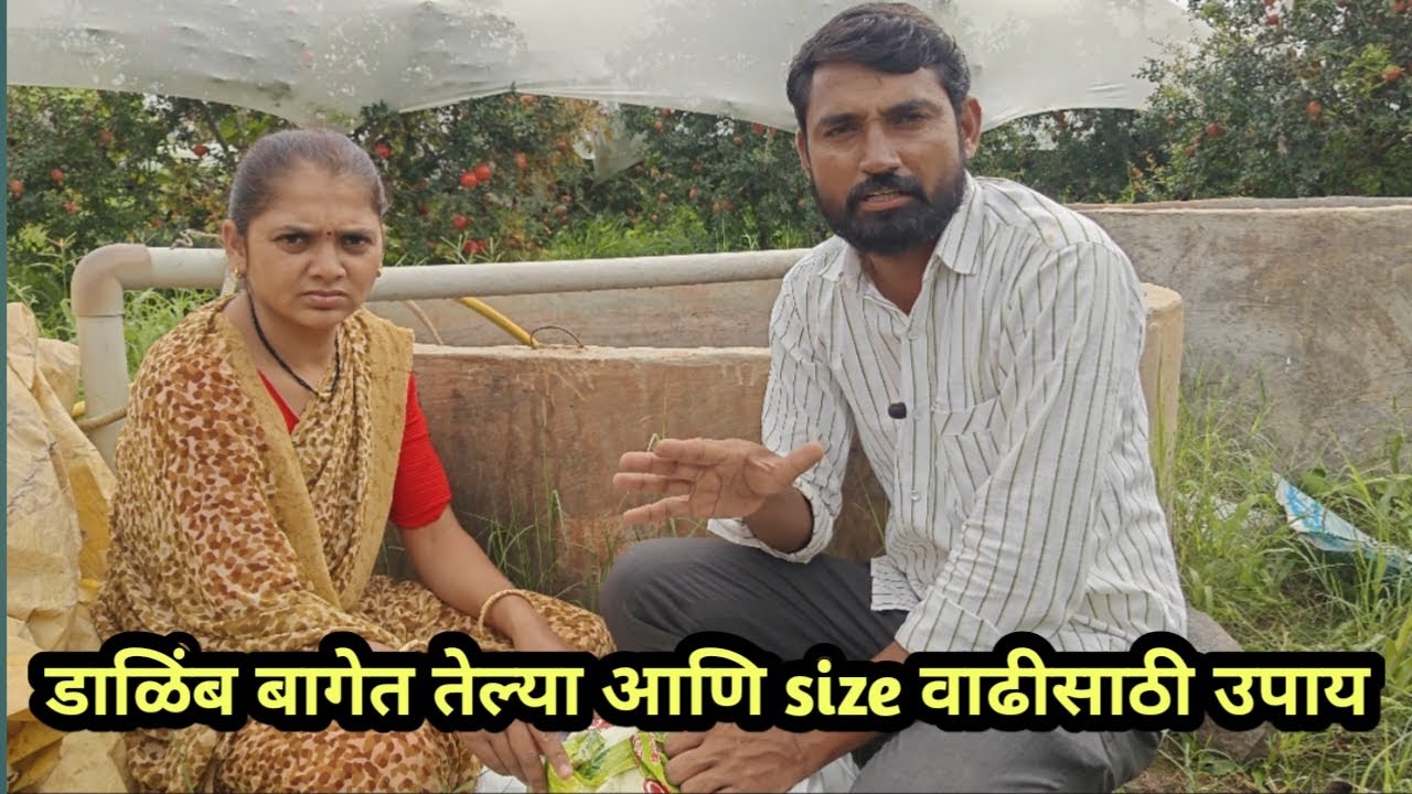 डाळिंब तेल्या रोग उपाय || Size वाढीसाठी उपाय || Dalimb telya rog upay || Dalimb size vadhisathi upay