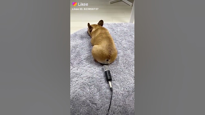 Perro se tira un pedo