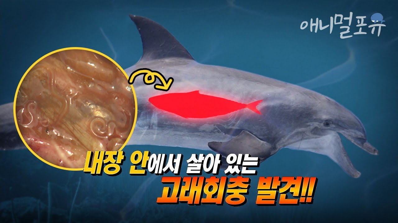 이것을 먹었다가 내 몸속에 기생충이 돌아다니기 시작했다..?! 죽기 전까지 위벽을 파고드는 무서운 고래 회충 ㄷㄷ; l KBS 위기탈출 넘버원 150427 방송