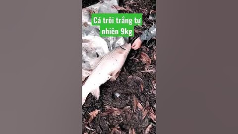 Cá trôi trắng 9kg #cauca #fishing #caucagiaitri