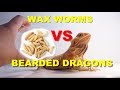 Bearded Dragons Vs WAX WORMS !!! Quarantine Treats !!