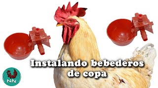 Como instalar bebederos automáticos de copa para gallos y gallinas