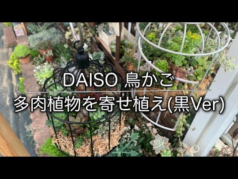 多肉 93 水苔と金網を使って土留めをして多肉植物の寄せ植えが完成するまです Daiso 鳥かごに多肉植物を寄せ植えしました Youtube