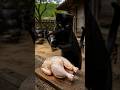 Nero the Black Cat Raises Firewood &amp; Roasts Whole Chicken 🍗 with Cold Beer 🍺 #shorts