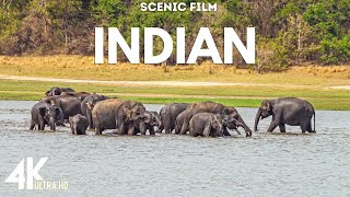 Animals of India 4k Ultra Hd Scenic Indian Wildlife