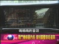 非凡新聞＞非凡不一樣＞非凡最速男單元＞ &quot;霹靂車&quot;在台灣！？