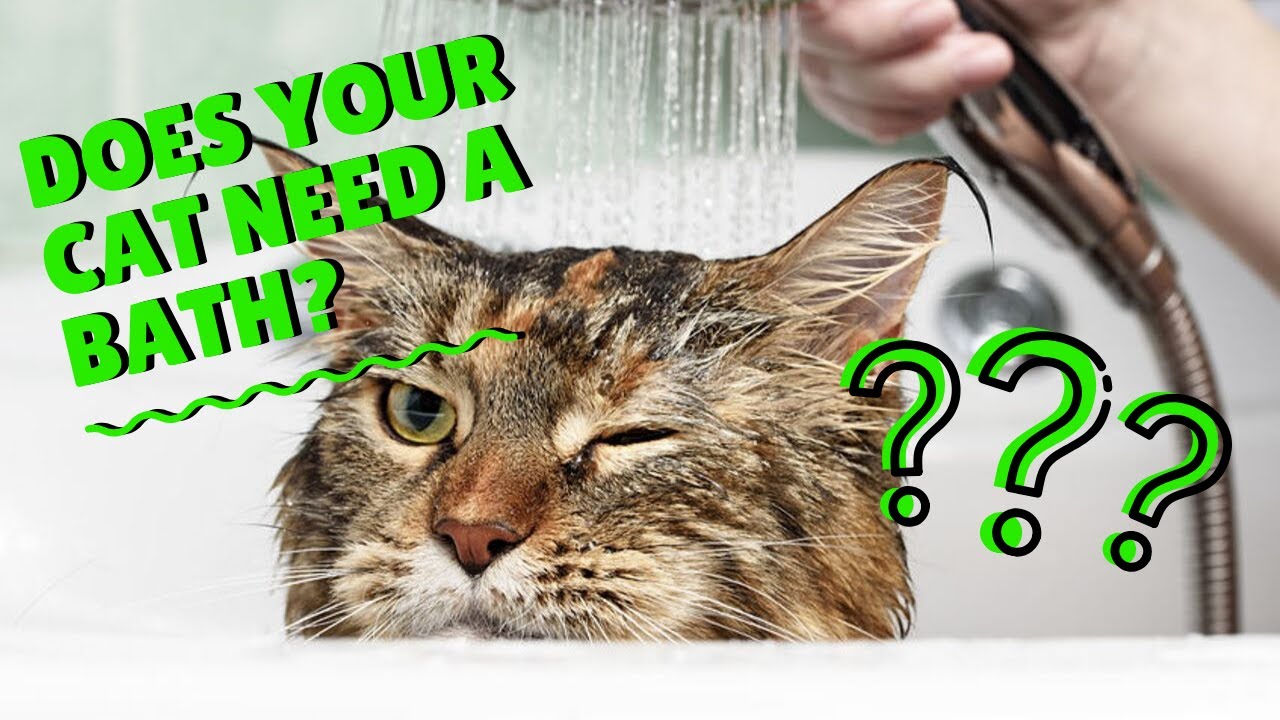 feline leukemia vaccine side effects Should I Bathe My Cat? | Two Crazy Cat Ladies