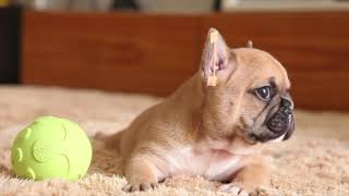 Cutest Fawn French Bulldog Puppy by Devoue Kennel 4,199 views 5 years ago 42 seconds