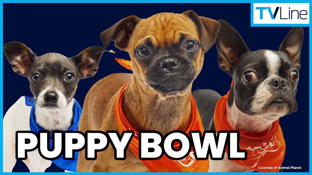 Puppy Bowl 2025 Meet the Starting Lineup! Animal Super Bowl