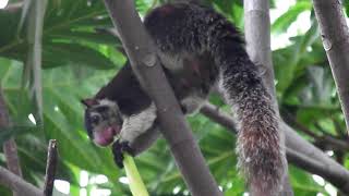 Kid video   Funny Squirrels for kids   lovely Squirrels for children   កំប្រុក​   Animals