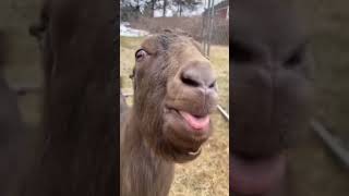 Kambing mode klakson telolet #funny #teloletbus #alarm