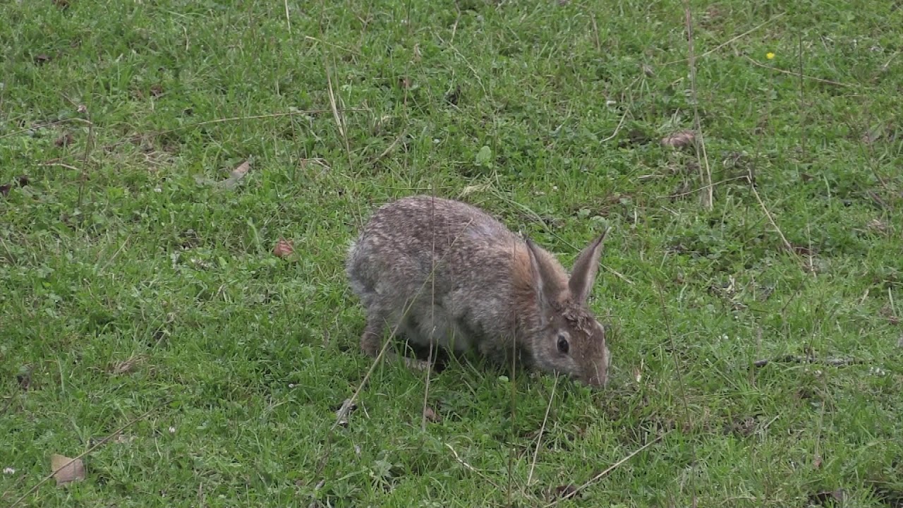 Lapin de garenne (Oryctolagus cuniculus) European Rabbit