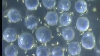 Gold nanorods
