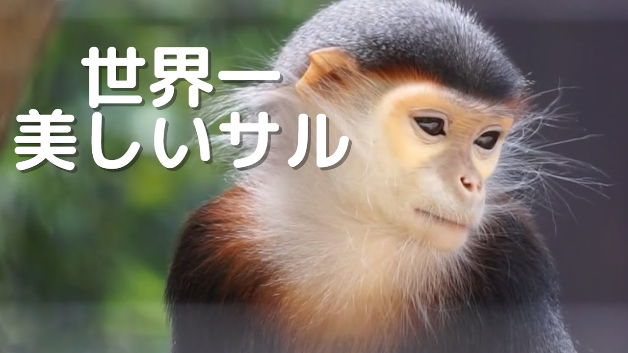 世界一美しいサル アカアシドゥクラングール ズーラシア - YouTube