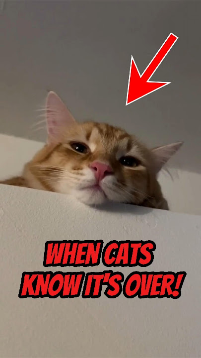 How Cats Say Goodbye Before They Die | When Cats Know It’s Over 😿