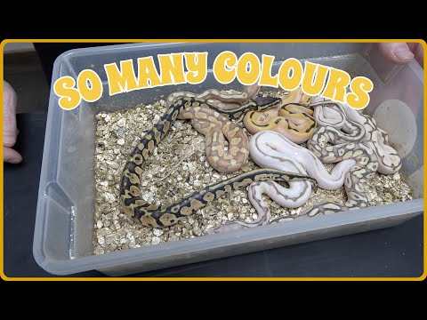 Clutch Update! A Nice Variety Of Different Ball Python Colours