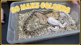 Famous Clutch Update! A Nice Variety Of Different Ball Python Colours Profile
