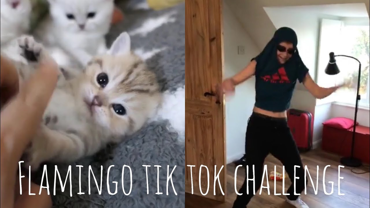 Tik Tok Flamingo Song