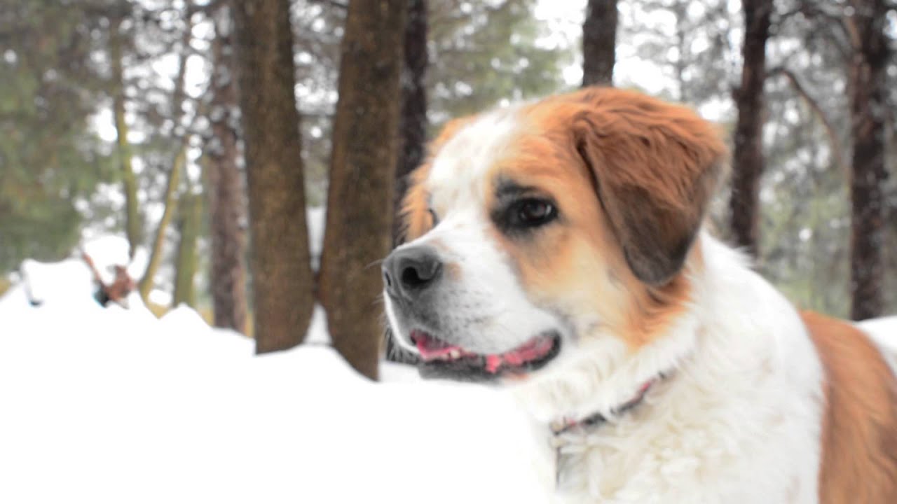 golden retriever and saint bernard