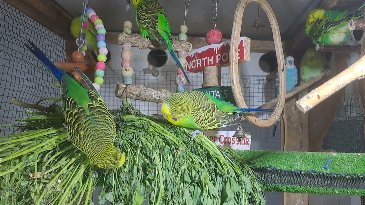 “Talkative parrot vibes 💬🦜 #FunnyPets #Trend”
