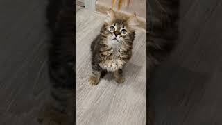 Кузя: Наш Новый Редактор Планеты Земля 😉 #животные #кошки #питомцы