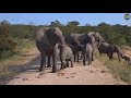 Safari Live : Our favorite Matriarch Fang and her Herd at the dam this morning  March 19, 2018