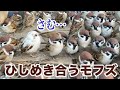 【ふくら雀パラダイス】白い雀からシッポの無い雀まで…【手乗りスズメがいっぱい！60】Hand tame sparrow