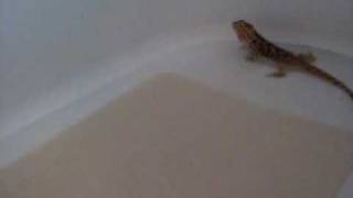 Madison taking a bath