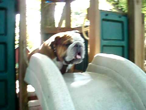 Riley the Bulldog goes down the slide
