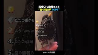 鳥とは思えない鳴き声TOP5 パート2 🐦🔊