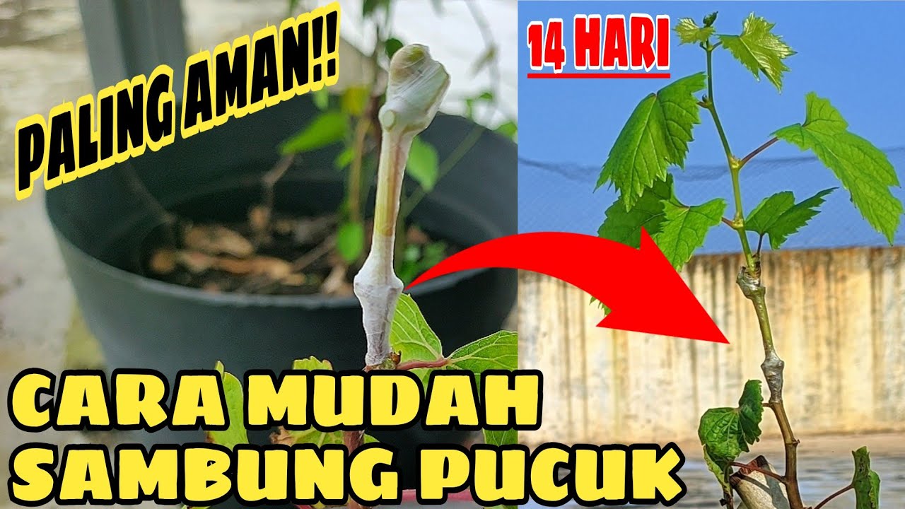 WOW‼️Sambung Pucuk Anggur Cuma 14 Hari Bisa Langsung Pindah Tanam‼️🍇