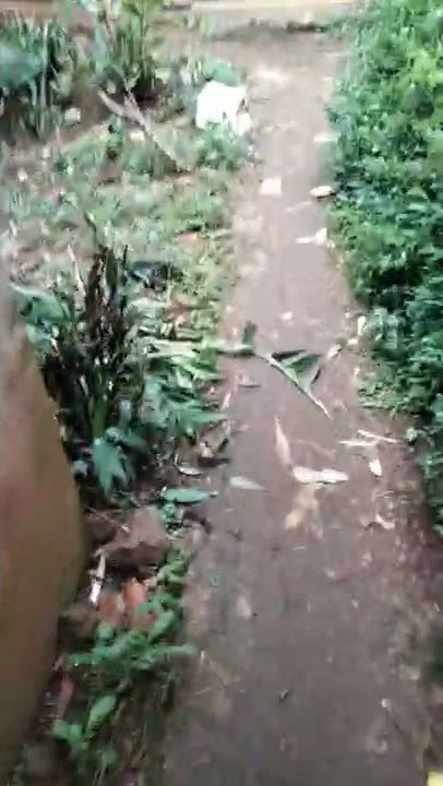 viral video mesum di pinggir jalan