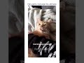 Cats will be cats #shorts #short #funny #cat #catvideos #funnycatsvideos #cute #pets #коты #котики
