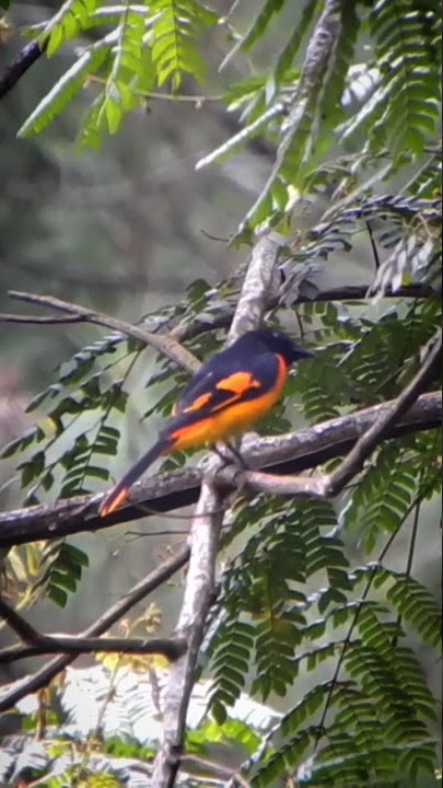 sepah hutan. scarlet minivet