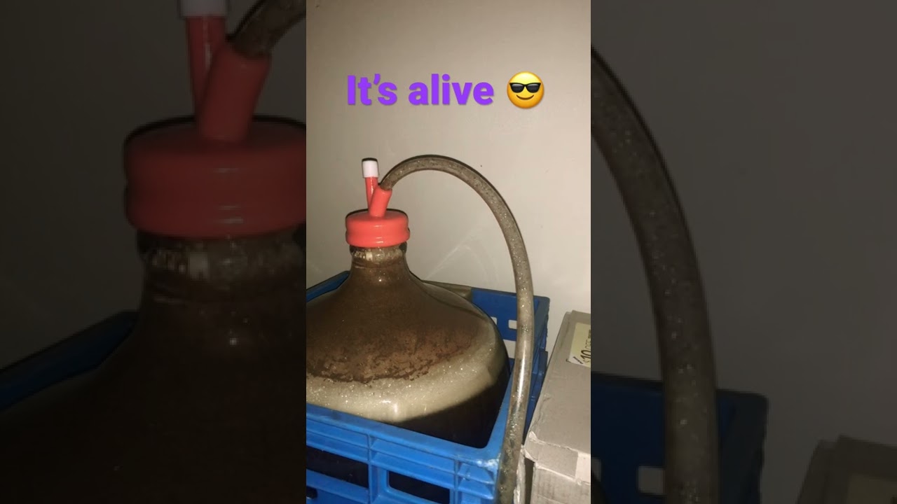 👀👀Fermenting chocolate milk stout | brewers best 