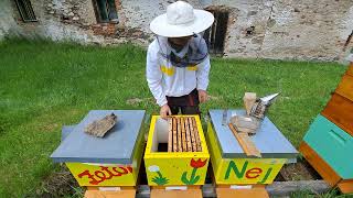 Buckfast VSH včelí matky, přidávání do oddělků