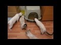 ??? ??????? ?? ???? ????? ?? ???-???????! ??????? ????? - ??? ????! Funny Cats