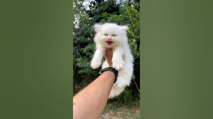 Kitten meowing 🥰| Cat sound | Cat voice | Persian cat | cat | Cats for life | Cats video | baby cat