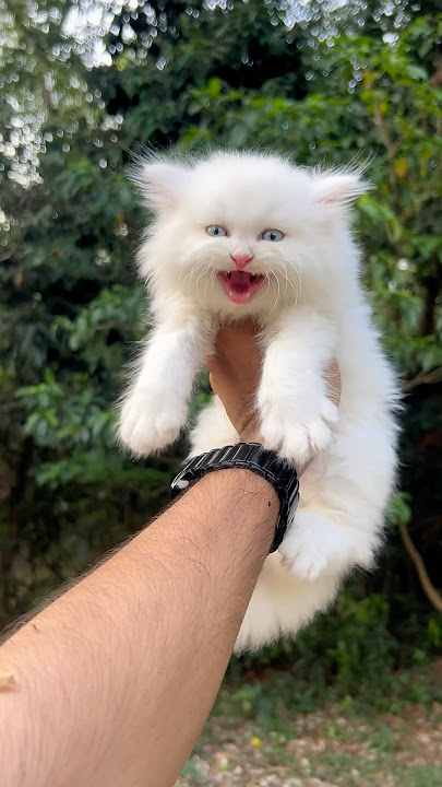 Kitten meowing 🥰| Cat sound | Cat voice | Persian cat | cat | Cats for life | Cats video | baby cat