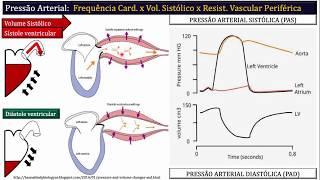 Periferica resistencia fisiologia vascular