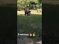 Будущий супер тяж Питомника Рамзес 🔥🏆