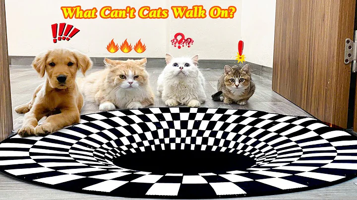 Watch the video about So funny! The puppy Golden Retriever and Cats Believe in Optical Illusions? | Cat Dog Dairy