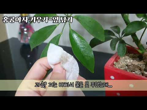 공기정화식물 홍콩야자 키우기, 검은 반점이 생긴 잎 닦아주기