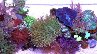 My nano reef at its peak | Ep.63
