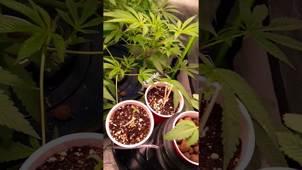 growing on a 10/14 light cycle