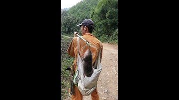 Hành trình đi tìm dúi rừng gặp ngay dúi khủng nhất quả đất