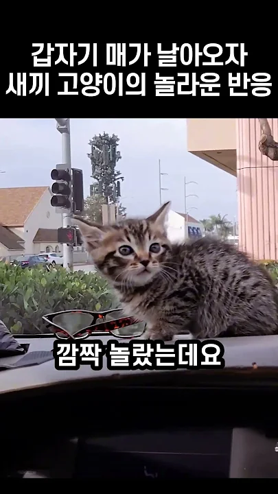 갑자기 매가 날아오자 새끼 고양이의 놀라운 반응